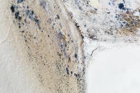 Best Mold Prevention Services  in USA